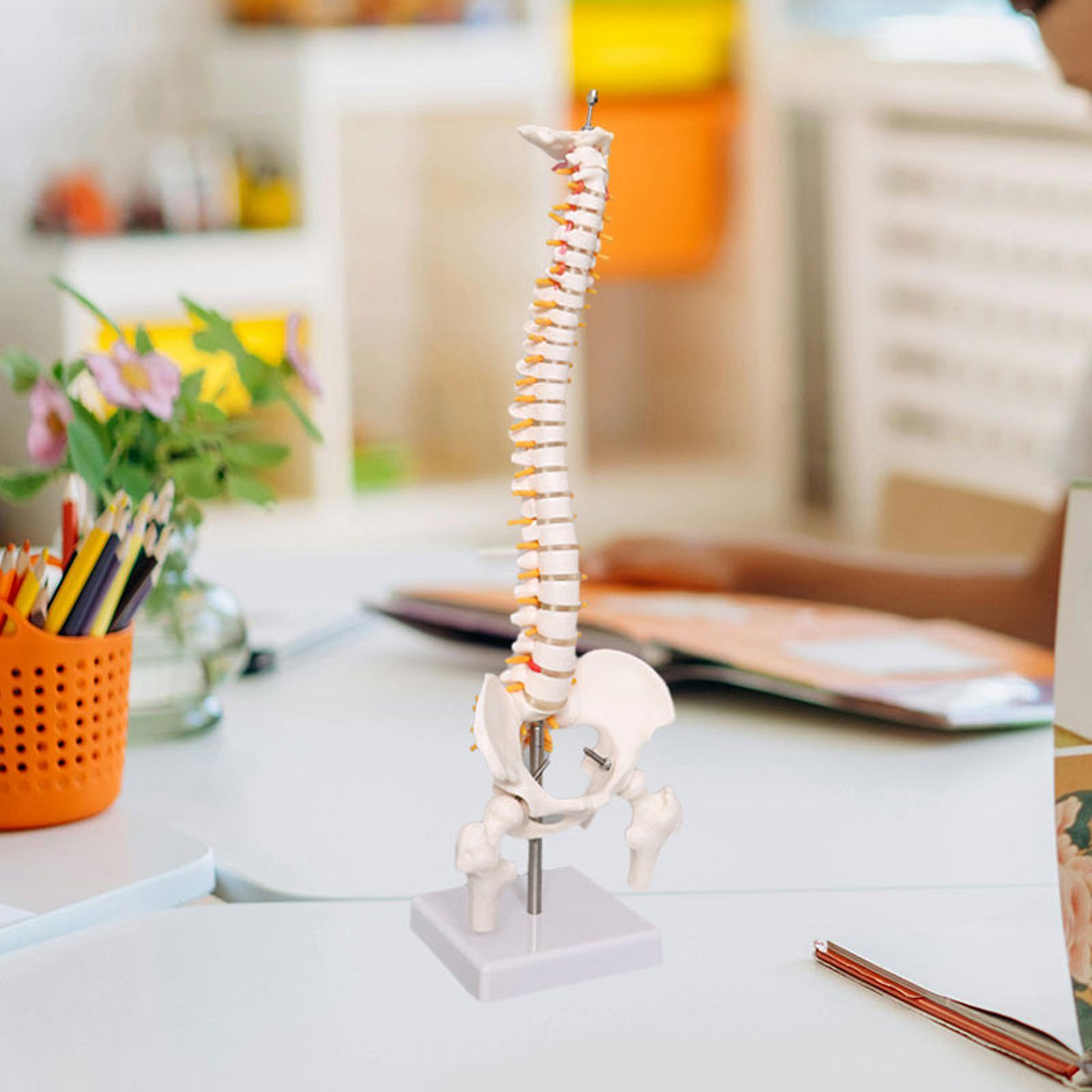 Spine Model Education Tool Lea - огляд і ціна Medical Lab Study