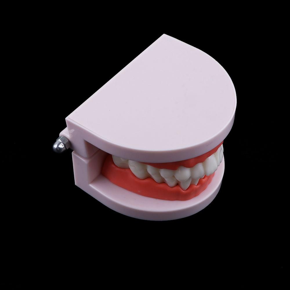Lab Adult Study Typodont Demon - огляд і ціна Medical Lab Study