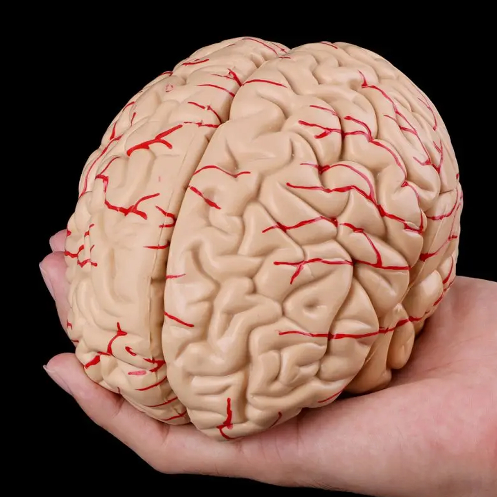 Man Woman Brain Model Life Siz - огляд і ціна Medical Lab Study