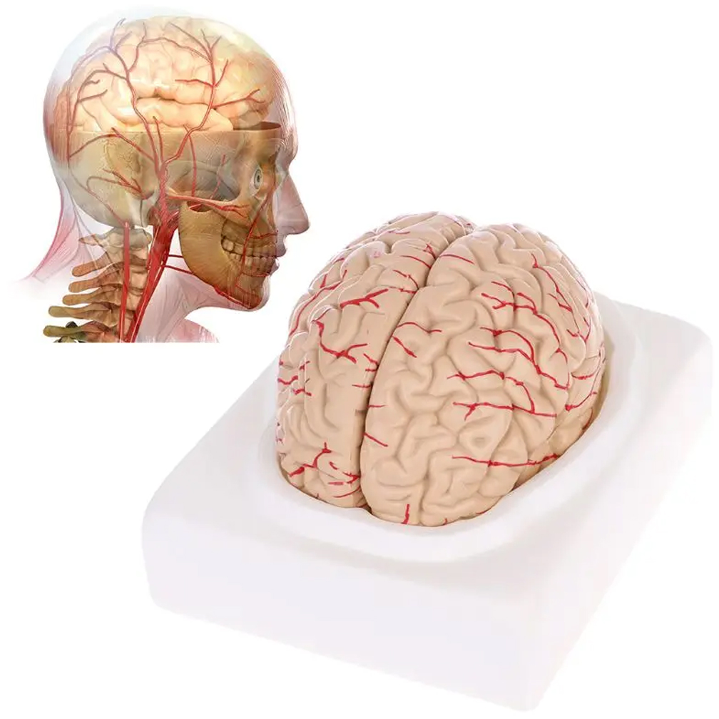 Human Life Size Brain Anatomy  - огляд і ціна Medical Lab Study