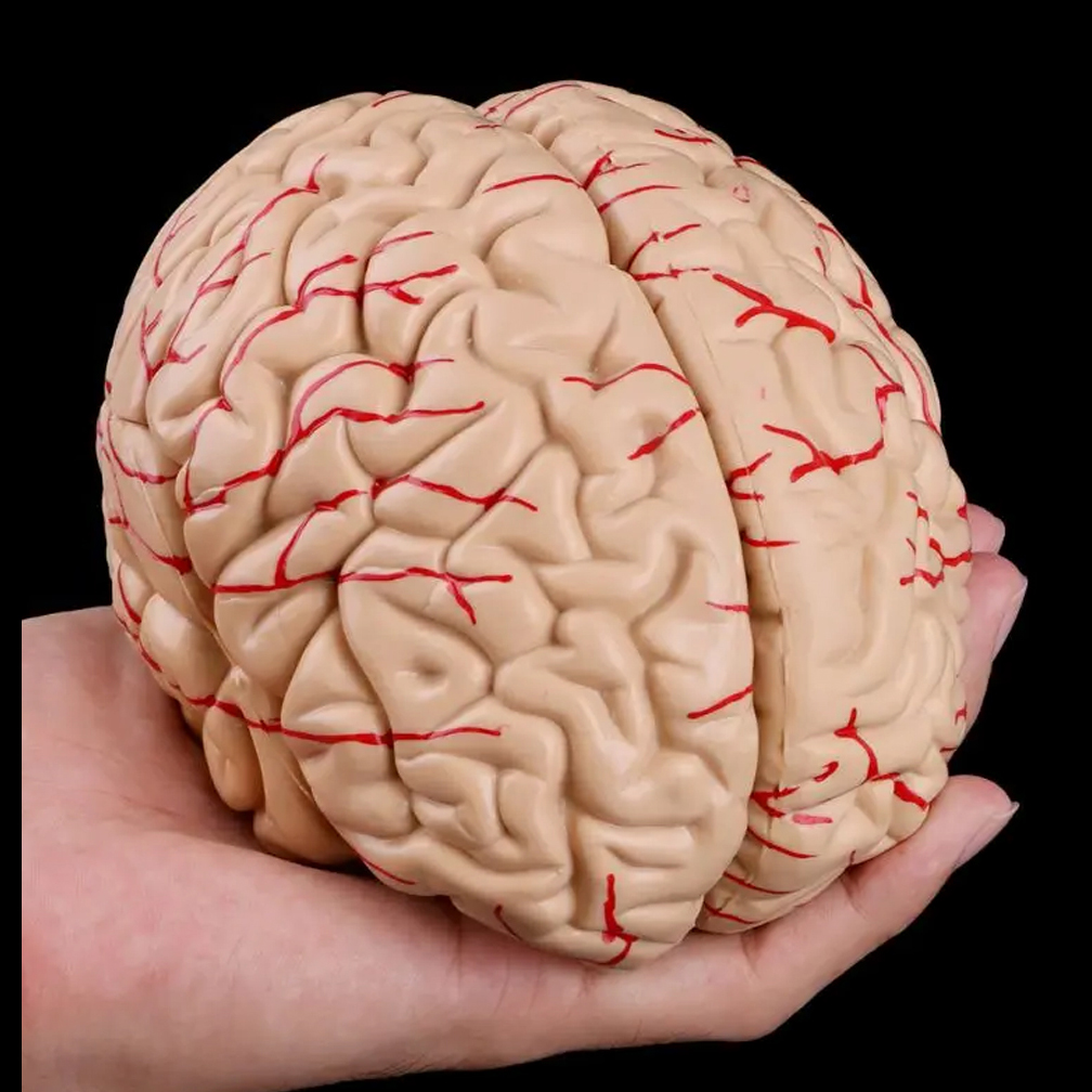 Human Life Size Brain Anatomy  - огляд і ціна Medical Lab Study