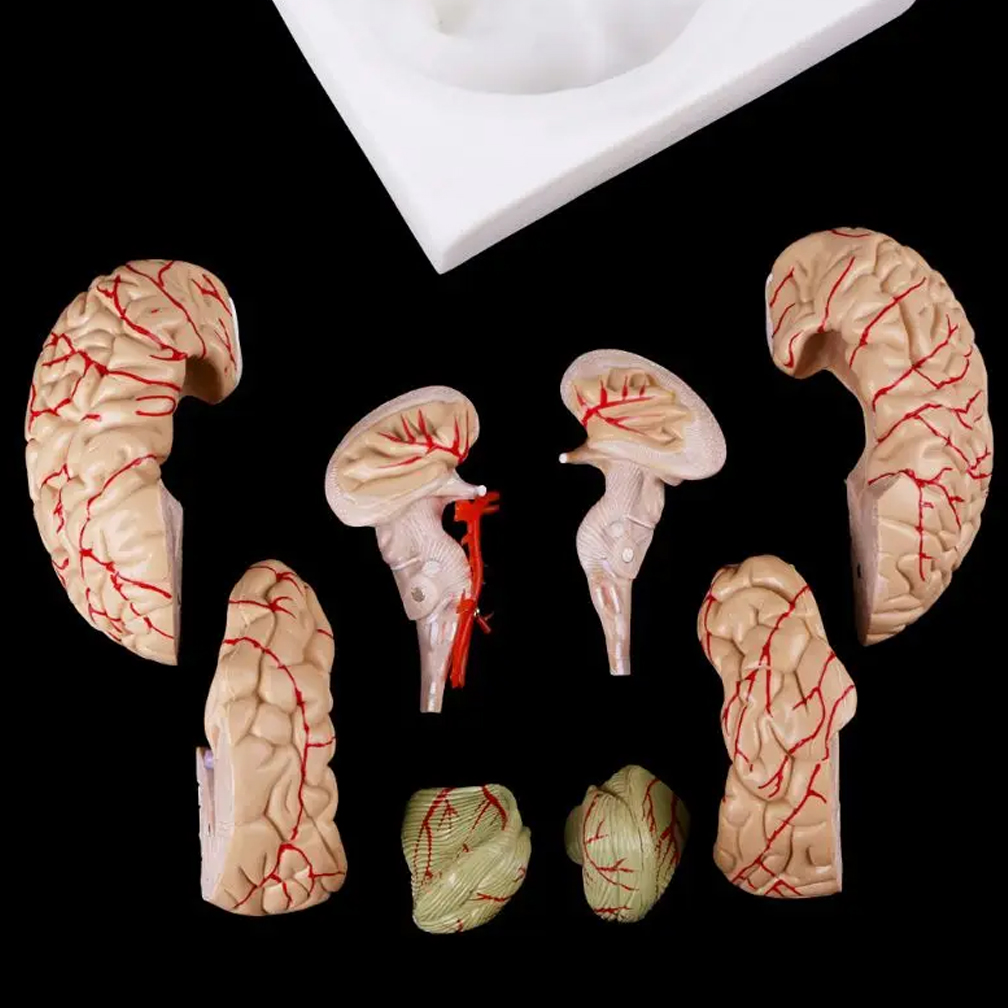 Human Life Size Brain Anatomy  - огляд і ціна Medical Lab Study