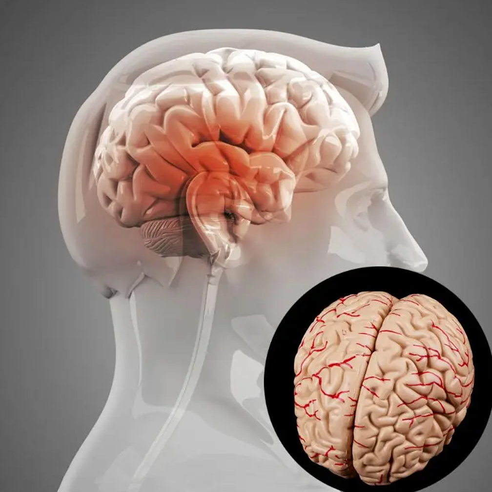 Human Life Size Brain Anatomy  - огляд і ціна Medical Lab Study
