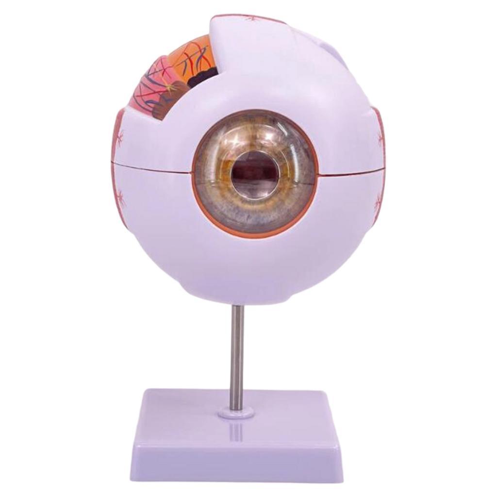 Human Eye Anatomical Model Enl - огляд і ціна Medical Lab Research