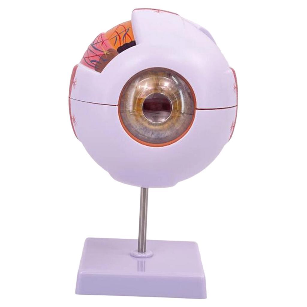 Human Eye Anatomical Model Enl - огляд і ціна Medical Lab Research