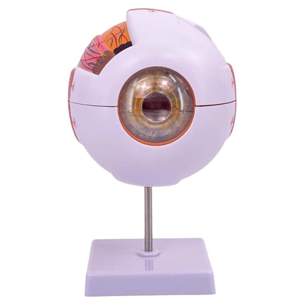 Human Eye Anatomical Model Enl - огляд і ціна Medical Lab Research