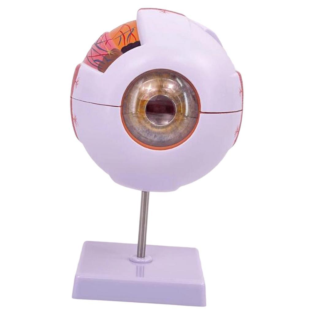 Human Eye Anatomical Model Enl - огляд і ціна Medical Lab Research
