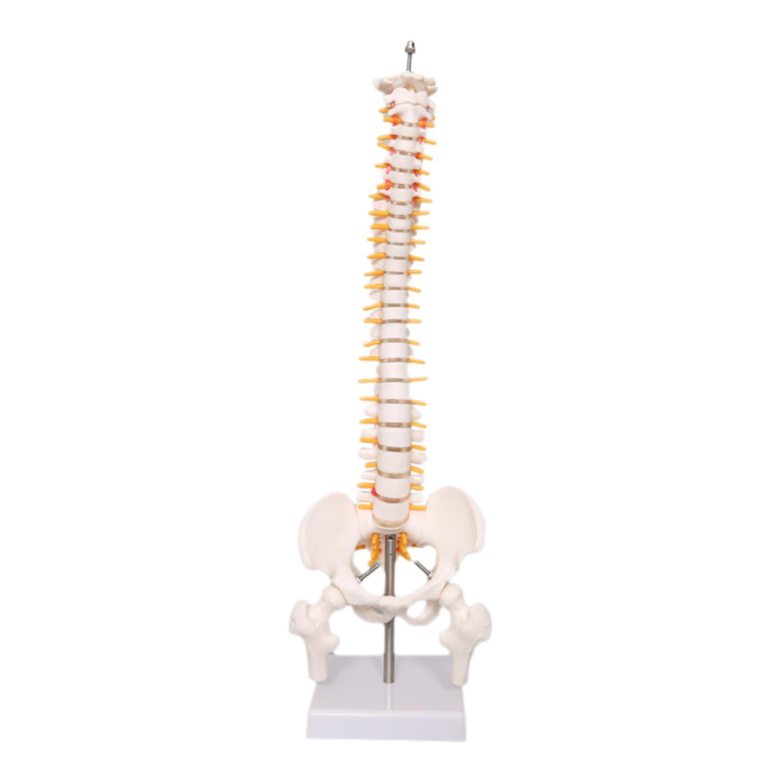 Human Spine Model 17.7inch for - огляд і ціна Medical Lab Study