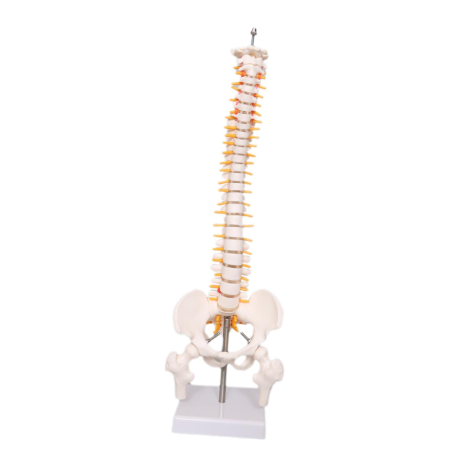 Human Spine Model 17.7inch for - огляд і ціна Medical Lab Study