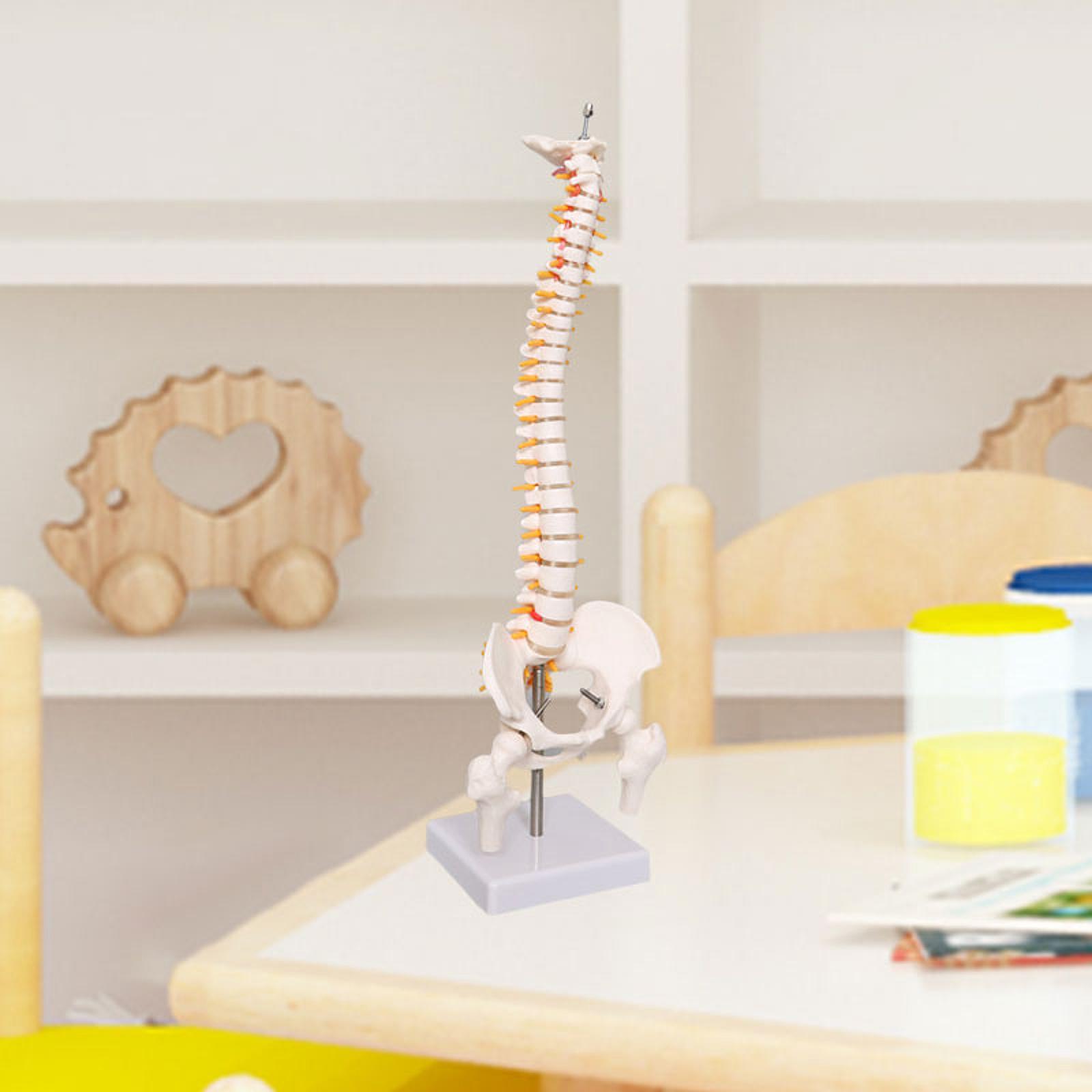 Human Spine Model 17.7inch for - огляд і ціна Medical Lab Study