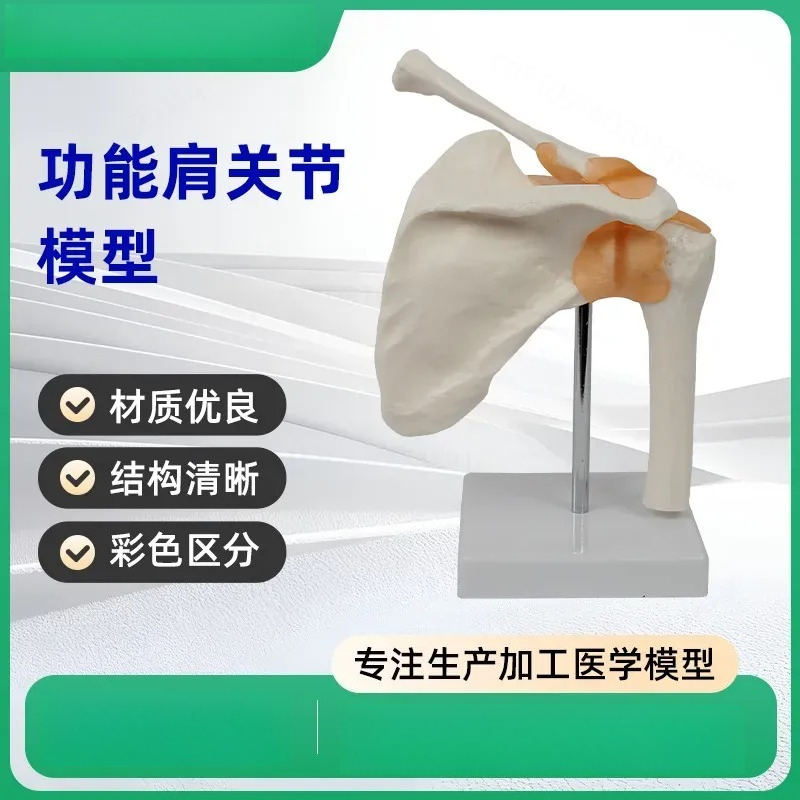 Functional Shoulder Joint Mode - огляд і ціна Medical Lab Study