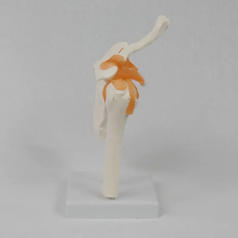 Functional Shoulder Joint Mode - огляд і ціна Medical Lab Study