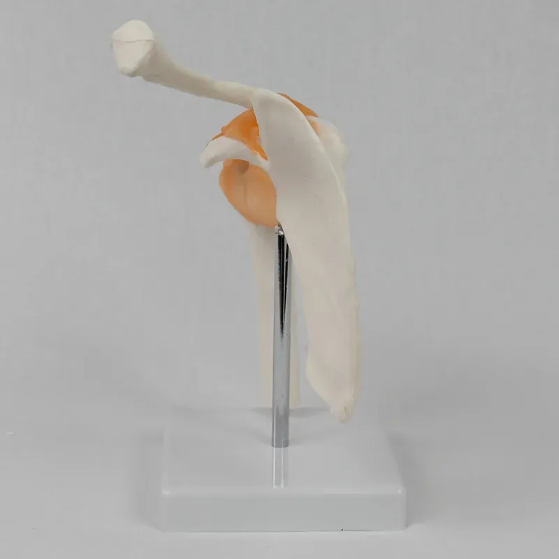 Functional Shoulder Joint Mode - огляд і ціна Medical Lab Study