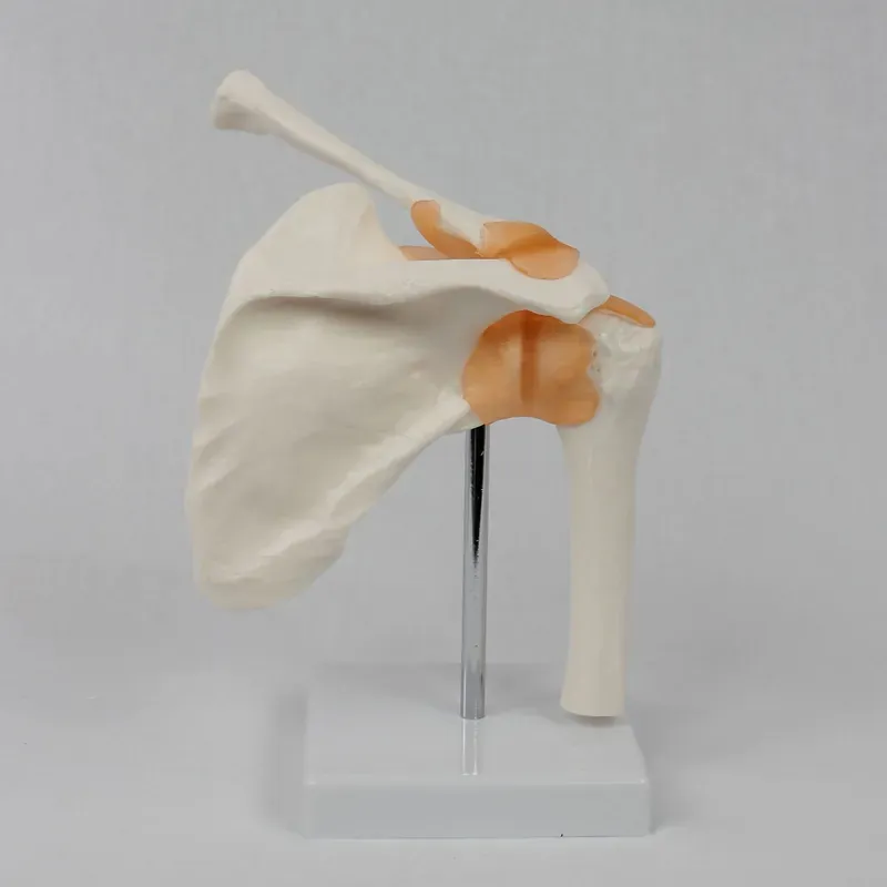 Functional Shoulder Joint Mode - огляд і ціна Medical Lab Study