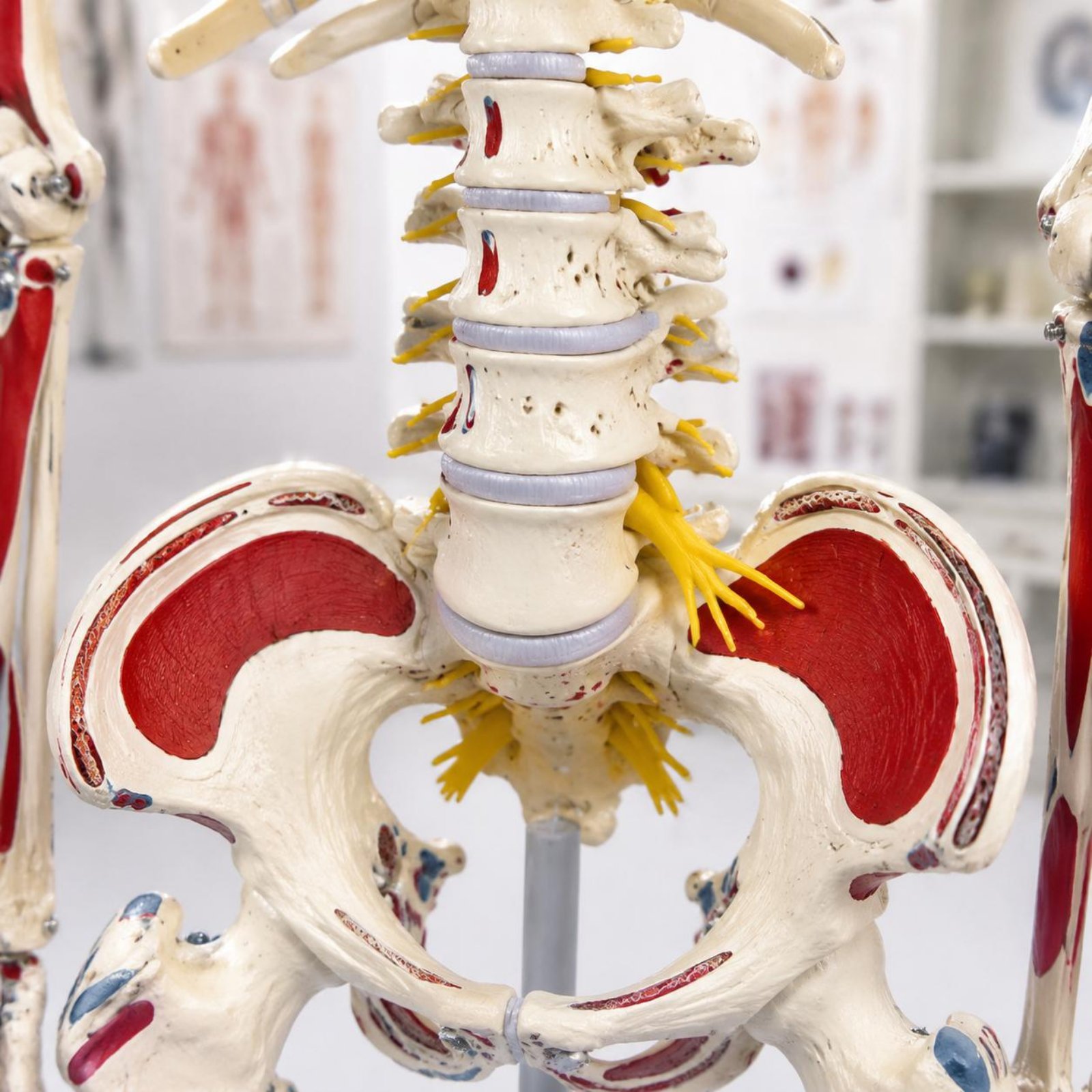 Flexible Spine Skeleton Model  - огляд і ціна Medical Lab Research