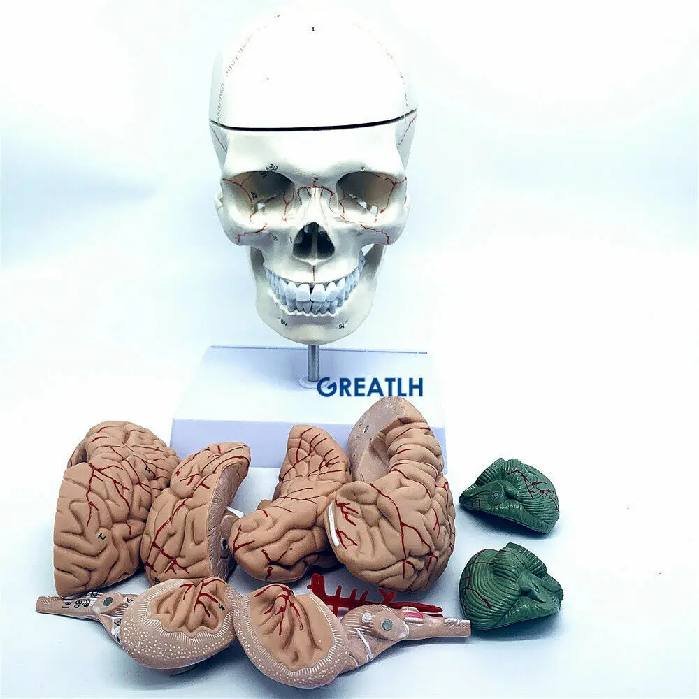 GREATLH Brain Anatomical Model - огляд і ціна Medical Lab Study
