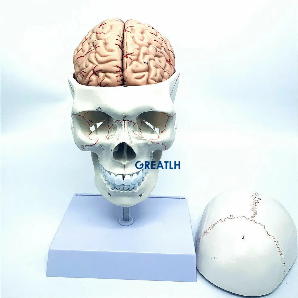 GREATLH Brain Anatomical Model - огляд і ціна Medical Lab Study