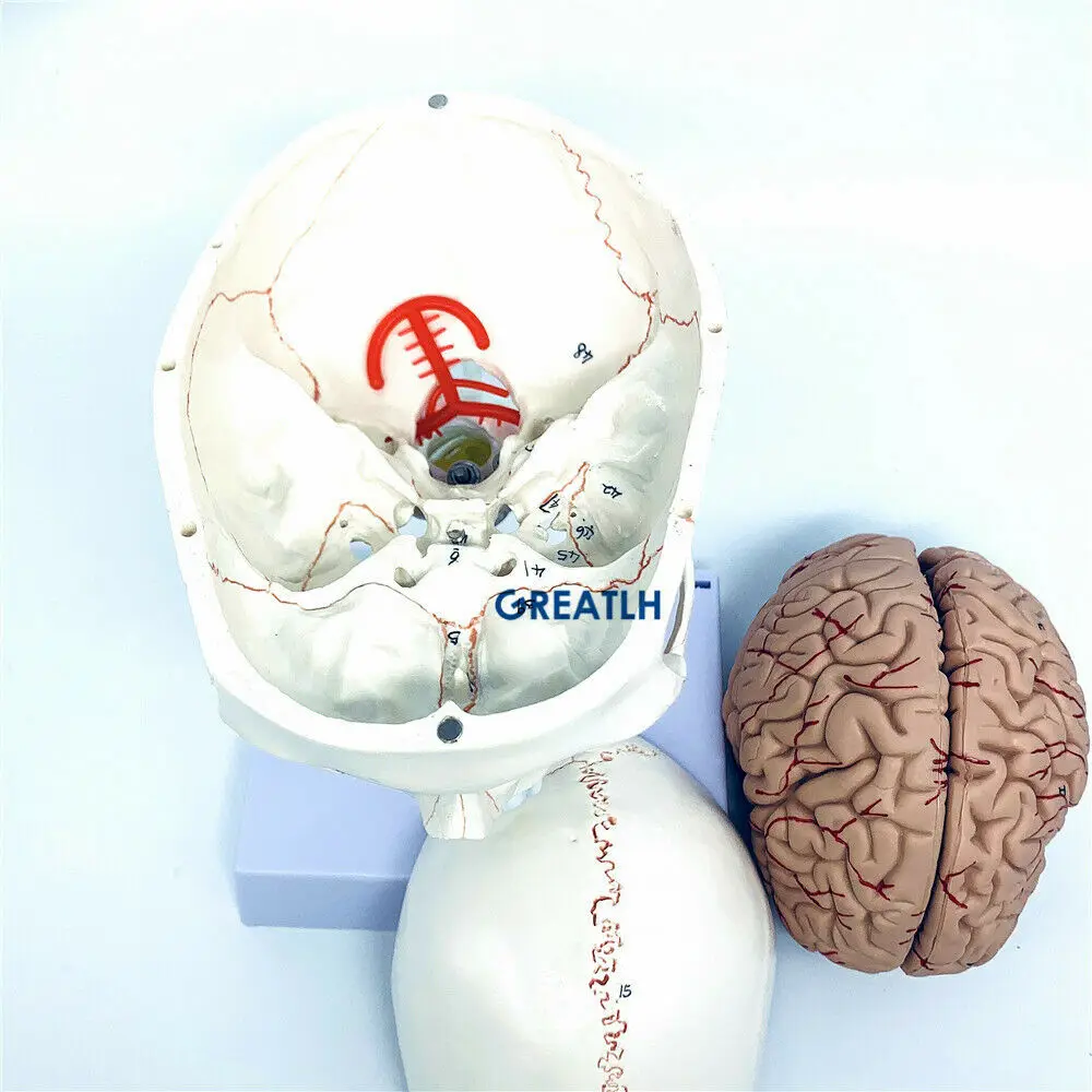 GREATLH Brain Anatomical Model - огляд і ціна Medical Lab Study