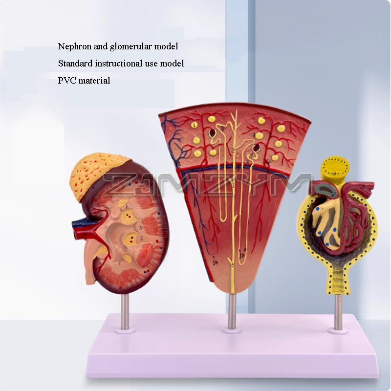 Kidney Model Structure Glomeru - огляд і ціна Medical Lab Study