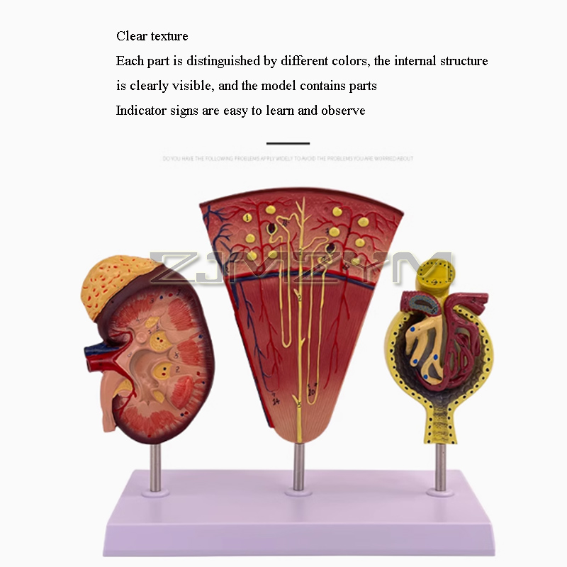 Kidney Model Structure Glomeru - огляд і ціна Medical Lab Study