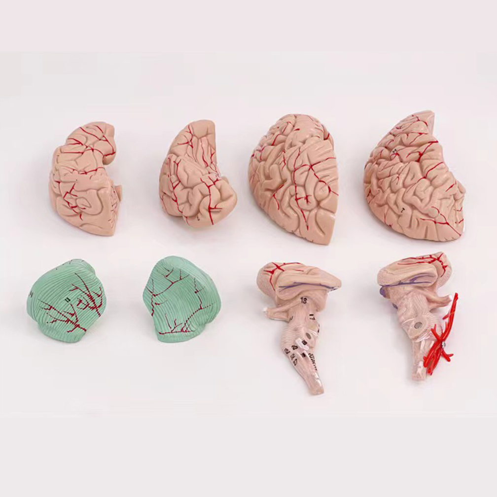 Human Life Size People Brain F - огляд і ціна Medical Lab Study
