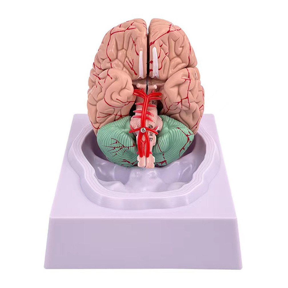 Human Life Size People Brain F - огляд і ціна Medical Lab Study