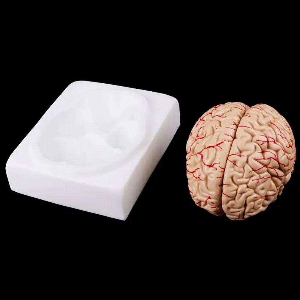 Human Life Size People Brain F - огляд і ціна Medical Lab Study